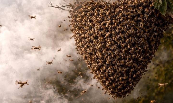 Ataque de abelhas deixa 18 pessoas feridas e uma morta em fazenda de Rio Paranaíba