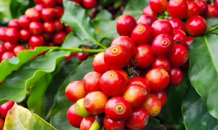 Exportações do agro mineiro somam US$ 3,93 bilhões no primeiro trimestre de 2026