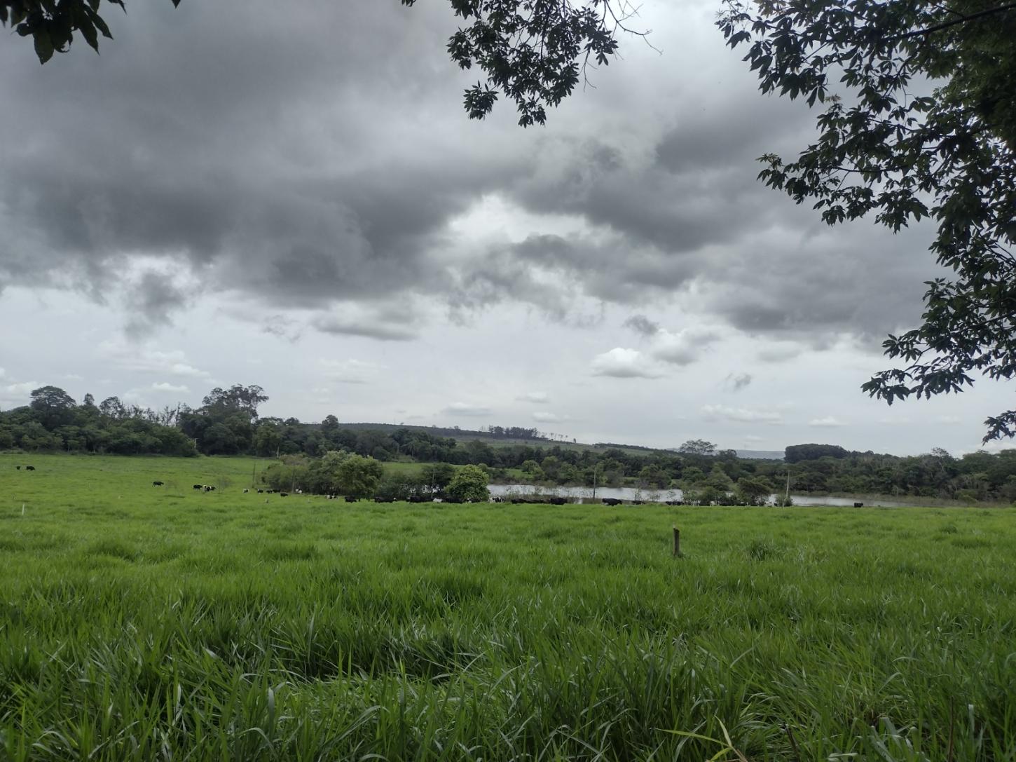 Epamig orienta sobre planejamento forrageiro no período de chuvas
