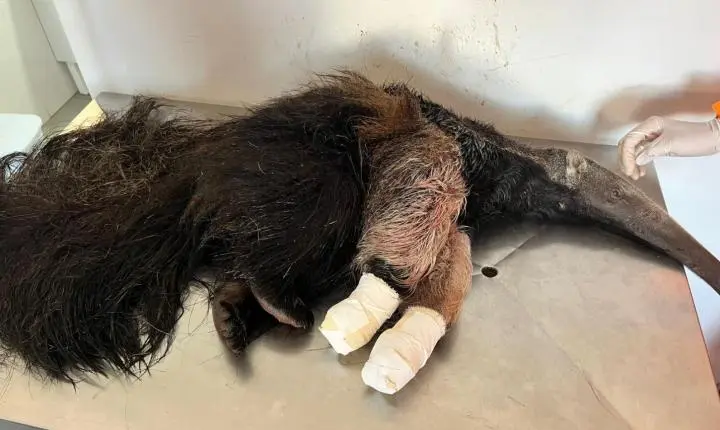 Tamanduá-bandeira atacado por cães é resgatado e levado para centro especializado